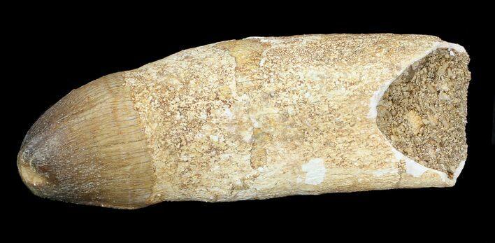 Rooted Crocodilian (Dyrosaur) Tooth - Morocco #43148